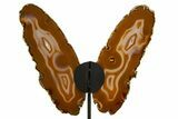 Agate Butterfly Wings - Brazil #322224-1